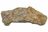 Ordovician Trilobite Mortality Plate - Trilobites on Both Sides #370543-2